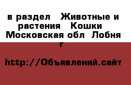  в раздел : Животные и растения » Кошки . Московская обл.,Лобня г.